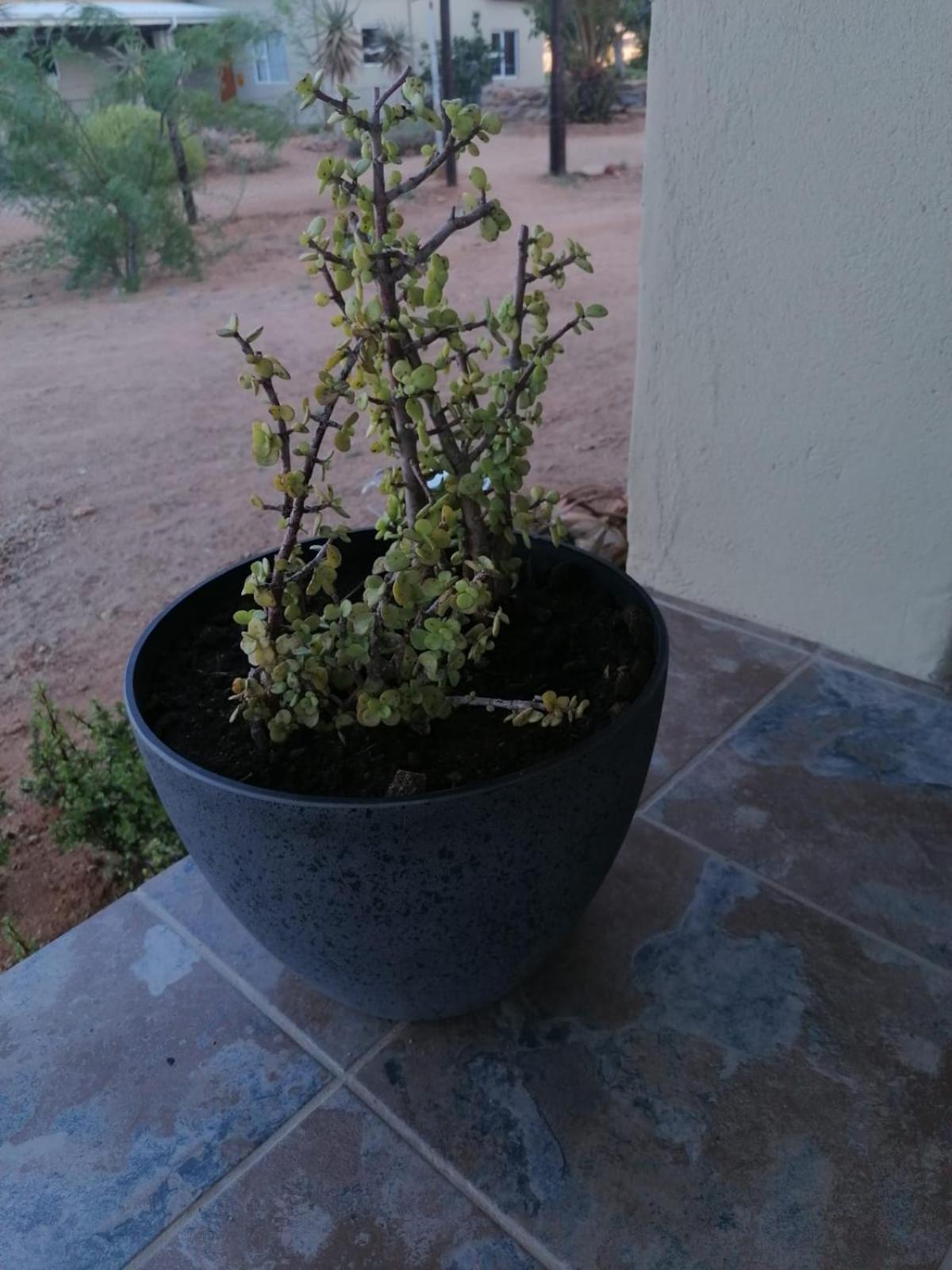 Apollis Cottage Springbok Esterno foto